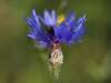 Foto Blüte Bergflockenblume