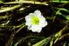 Foto Blüte Hahnenfuss Flutender